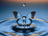 papillon bleu
